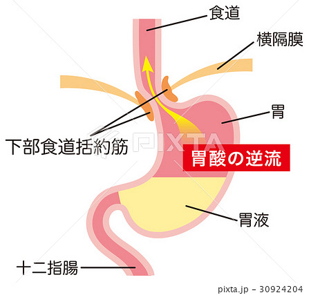 下部食道括約筋のイラスト素材