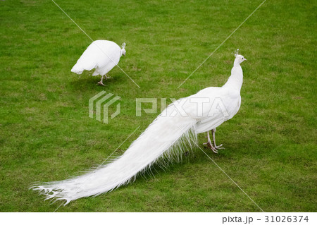 ☆希少！白孔雀◇剥製◇アルビノ◇孔雀☆