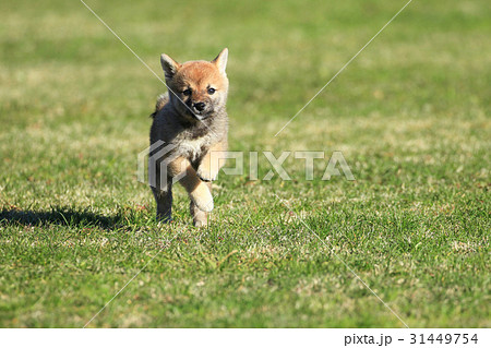 柴犬 子犬 赤柴 走るの写真素材