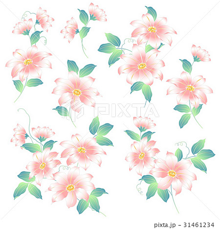 鉄線花のイラスト素材