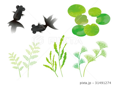 金魚 出目金 魚 池のイラスト素材