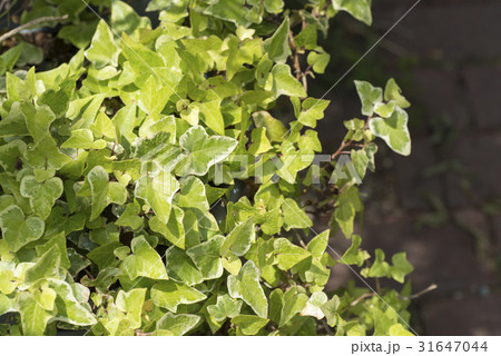 ヘデラヘリックスの写真素材