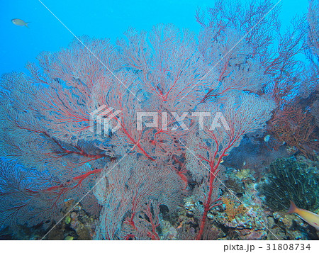 ウミウチワ珊瑚 www.elsahariano.com