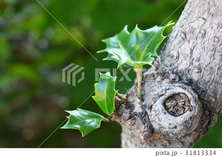 節分 葉 植物 鬼の写真素材