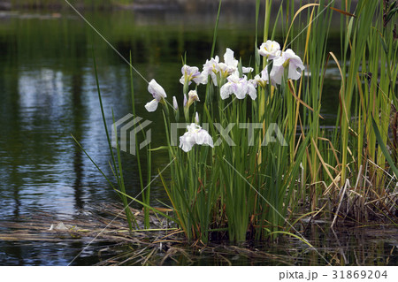 湖沼 水辺 花 白の写真素材