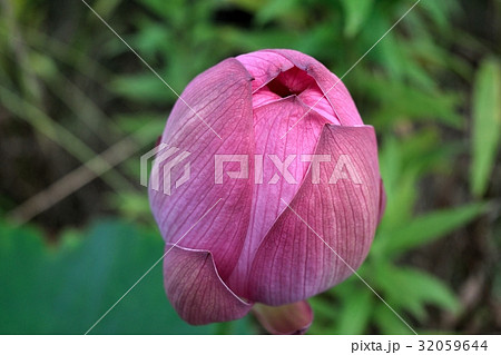 スリランカの国花 7月の誕生花 インドの国花 ベトナムの国花の写真素材