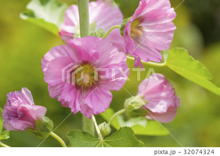 コケコッコ花 多年草 アオイ科 タチアオイの写真素材