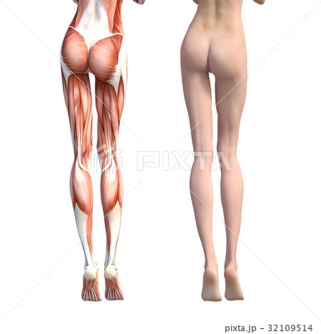 筋肉 解剖 女性 脚のイラスト素材
