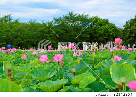 古代蓮の里の写真素材 - PIXTA