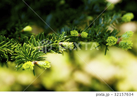 樅木 もみの木 新芽 木の写真素材 - PIXTA