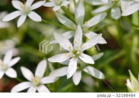 スターオブベツレヘム ベツレヘムの星 花の写真素材