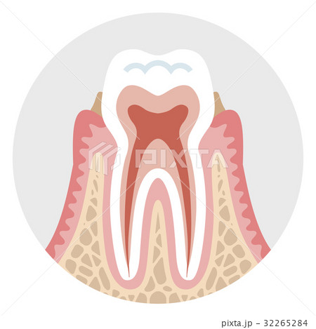 歯のイラスト素材集 ピクスタ
