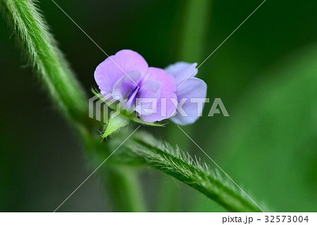 大豆の花の写真素材