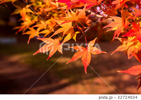 楓の写真素材集 ピクスタ