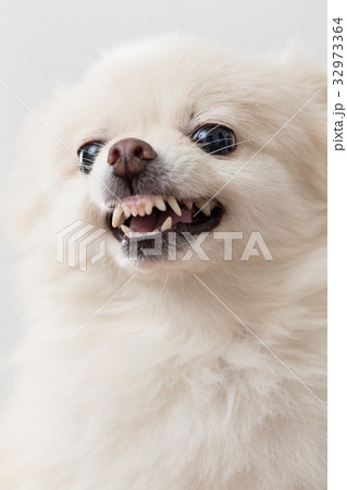 怒っている 怒り ポメラニアン わんこの写真素材 - PIXTA