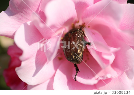 カナブン ピンク色 バラ 可愛いの写真素材