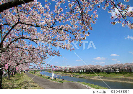 須賀川桜街道の写真素材