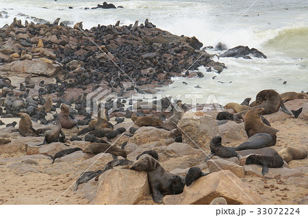ケープクロス 南アフリカオットセイ オットセイ 群れの写真素材