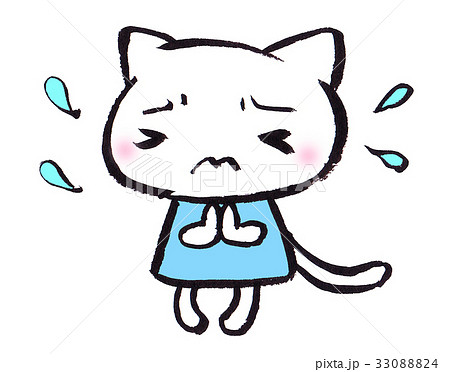 謝る ネコ ねこ 猫の写真素材