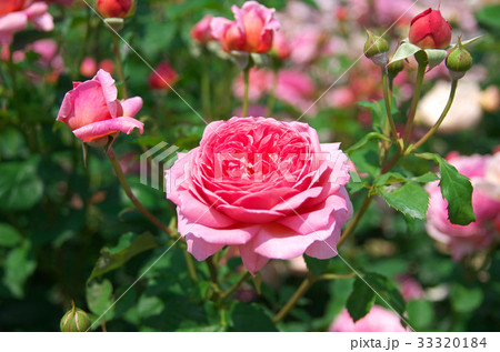 ガーデンローズ　イギリス　絵 ローズ・ガーデン 薔薇 英国の庭 イングリッシュ・ローズの写真