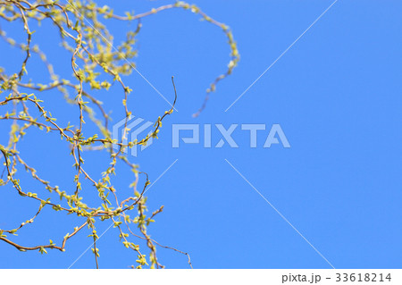 ウンリュウヤナギの写真素材