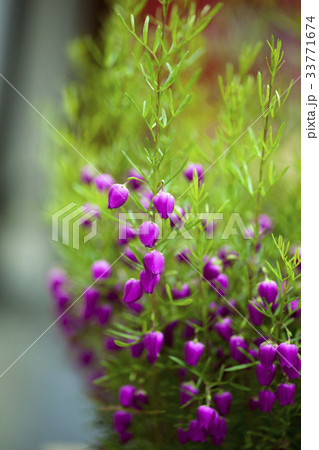 ボロニア 花 植物 クローズアップの写真素材