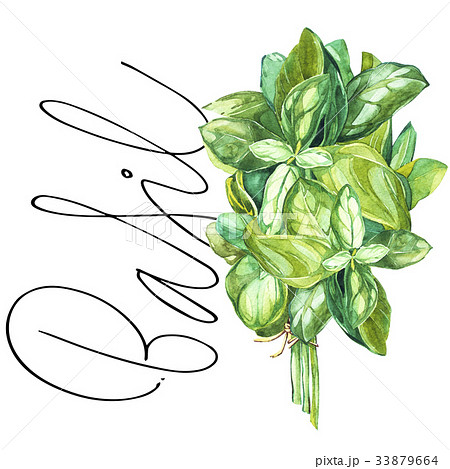 タイ人 植物 バジル ベジタブルのイラスト素材