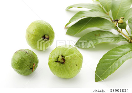 食べ物 果物 グァバ フトモモ科の写真素材