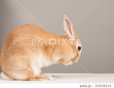 ミニウサギの写真素材