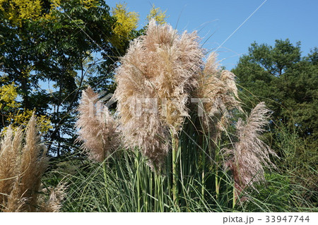 大きいすすき 羽毛のような しろすすき 西洋すすきの写真素材