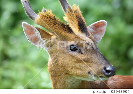 キョン 動物の写真素材