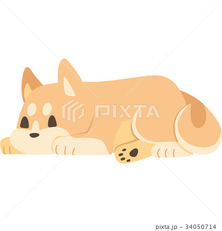 犬 柴犬 伏せ イラストの写真素材