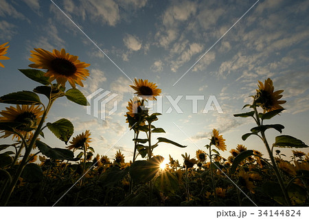 夏の終わり ひまわり畑 向日葵畑 夕暮れの写真素材