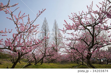 桃の木の写真素材