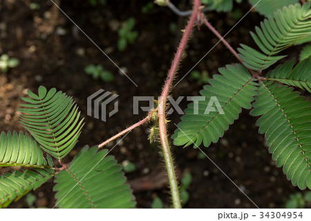 オジギソウ とげ 植物の写真素材