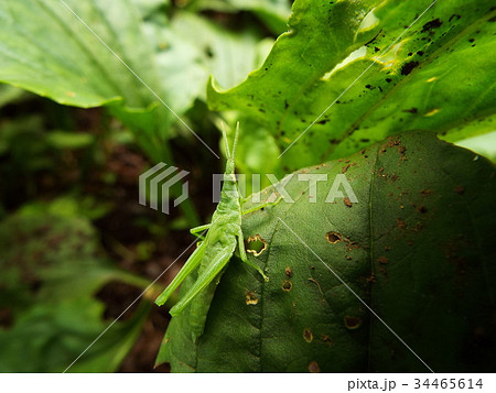 脱皮直後のバッタの写真素材