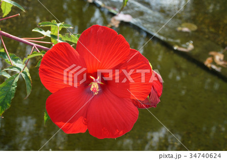 アドニス属 花の写真素材