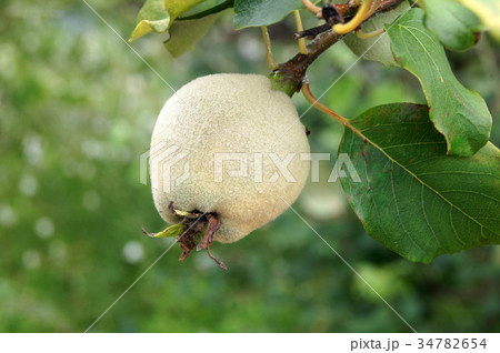 西洋かりんの写真素材