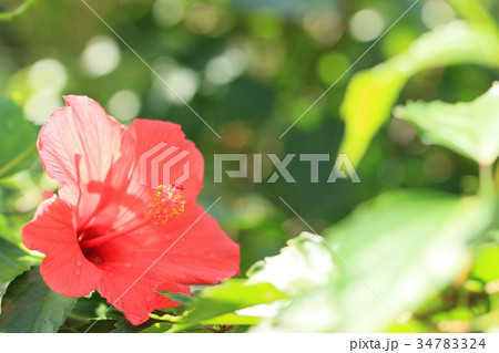 赤花 ハイビスカスの写真素材