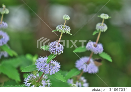 ミント 花 ハーブ 薄紫の写真素材