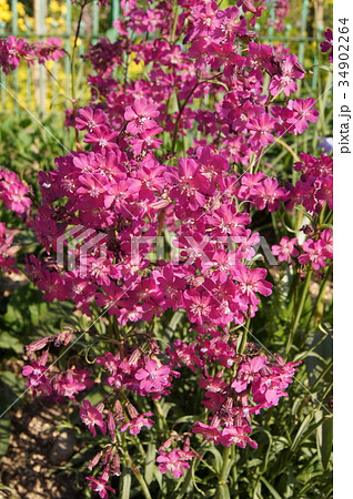 ビスカリア 花 植物 春の写真素材