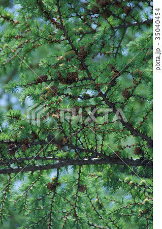 カラマツ 松ぼっくり 落葉針葉樹 マツ科の写真素材