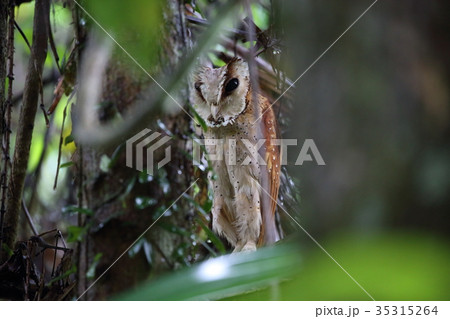 ニセメンフクロウの写真素材