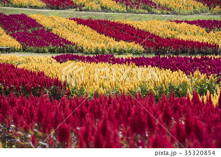 鶏頭 花畑の写真素材