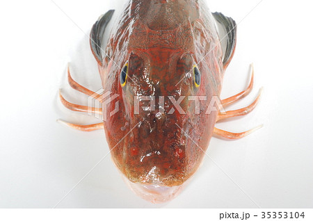 キミヨ 魚 海水魚の写真素材 キミヨ 魚 海水魚の写真素材