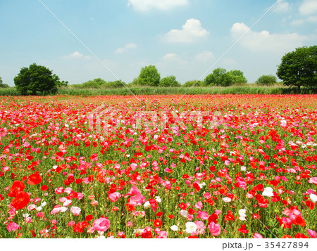 ポピー ポピー畑 千葉県 花畑の写真素材 Pixta