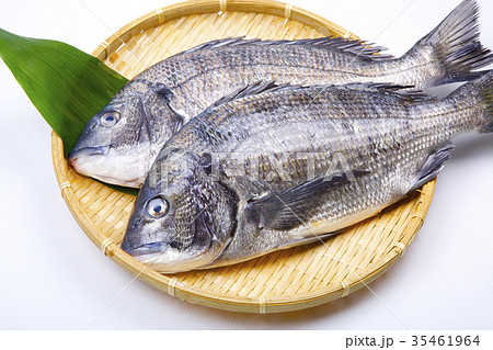 クロダイ 鮮魚 刺身 魚の写真素材