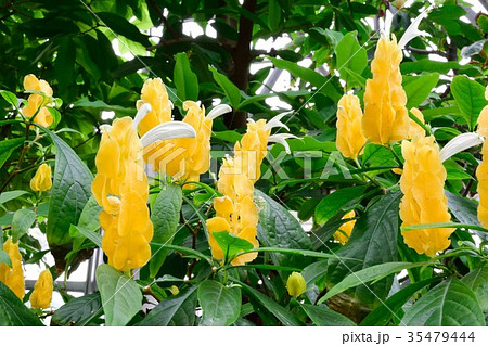 パキスタキス 花 景色 黄色の花の写真素材