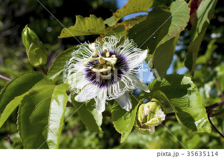 パッションフルーツ 花の写真素材