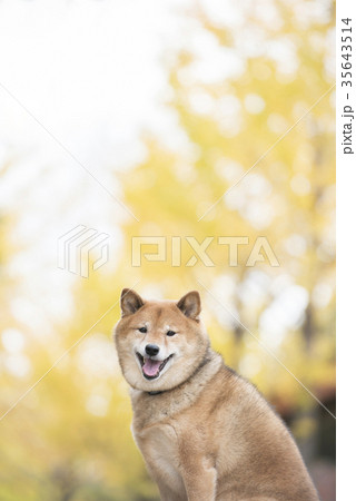 柴犬 犬 紅葉 秋の写真素材 - PIXTA